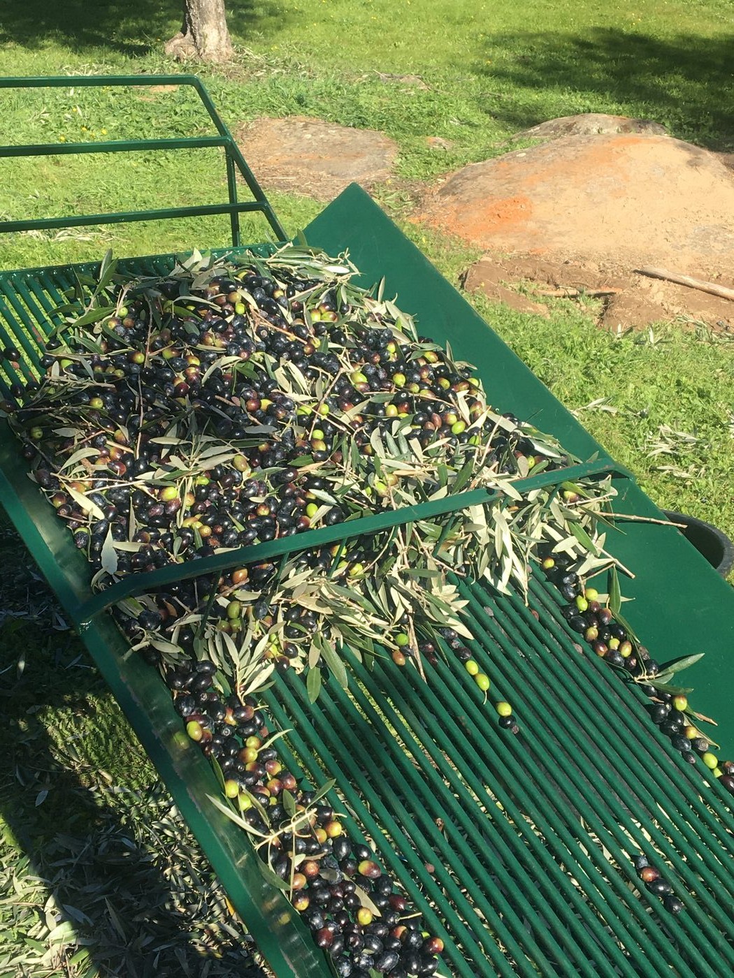 Olives on the sorting table after harvest