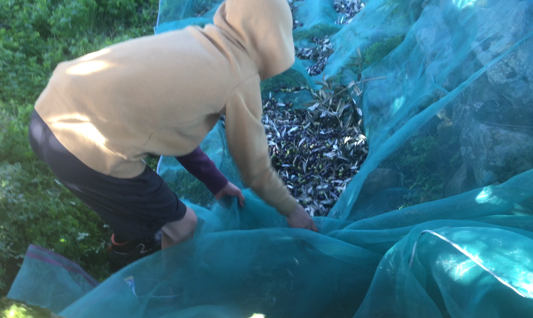 A child helping gather olives on the harvest net — the next generation learning practical skills