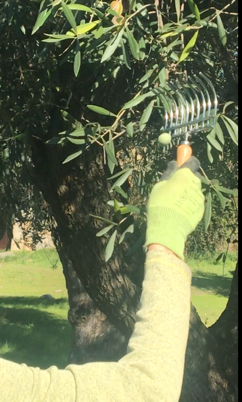 Handpicking olives directly from the tree