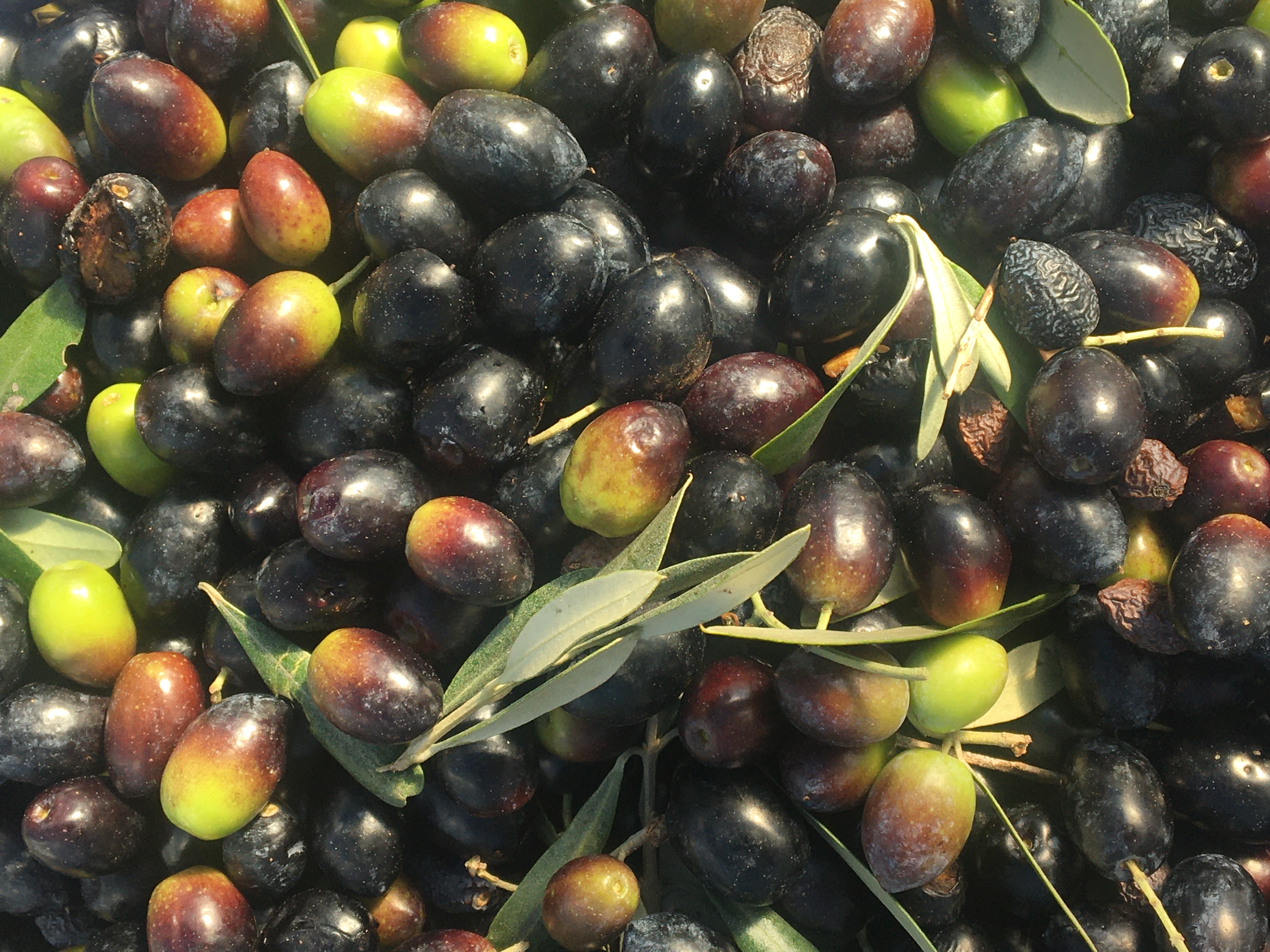 Freshly harvested organic olives in mixed shades of green and purple