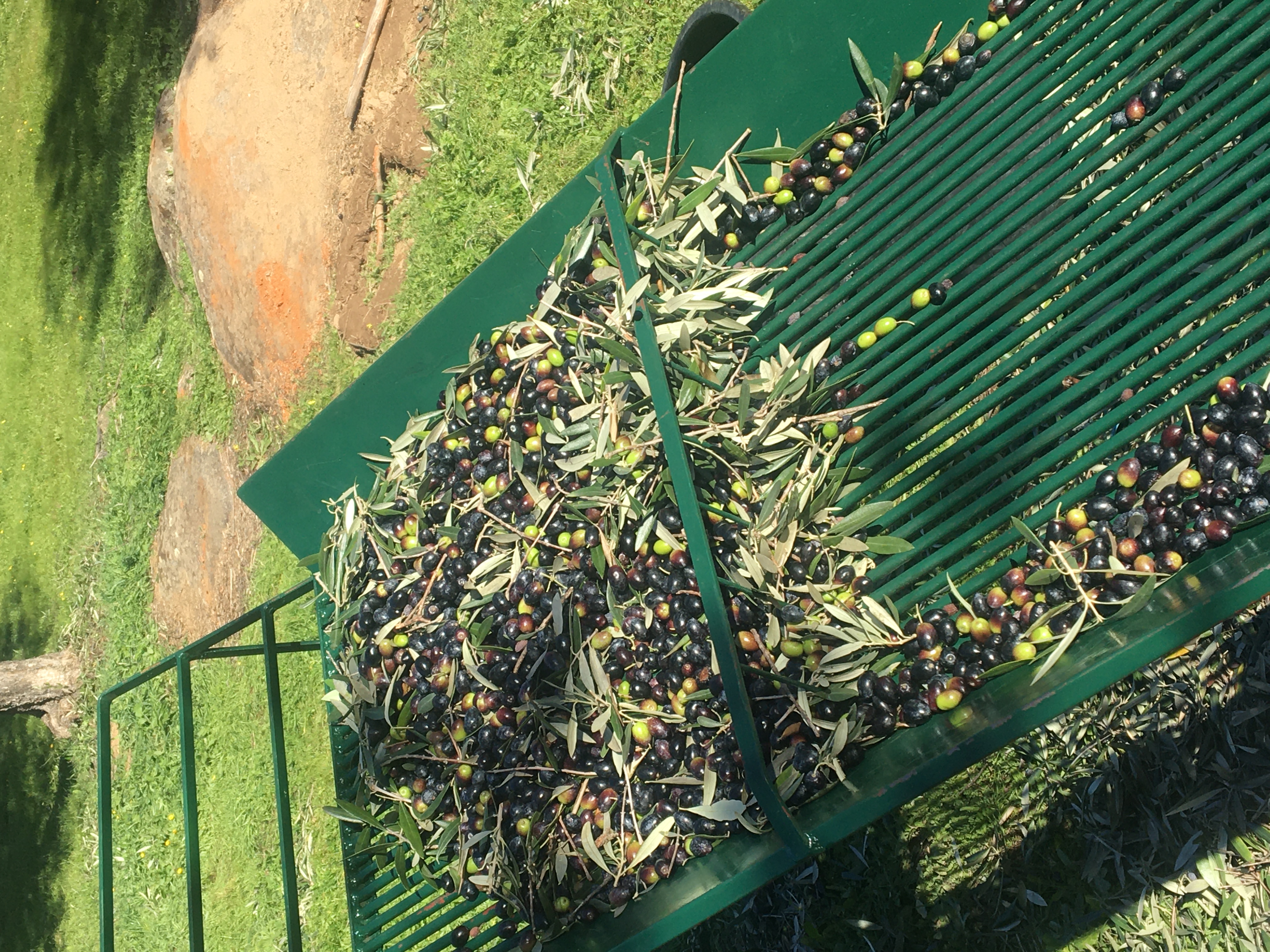 Sorting freshly picked green olives by hand on a table