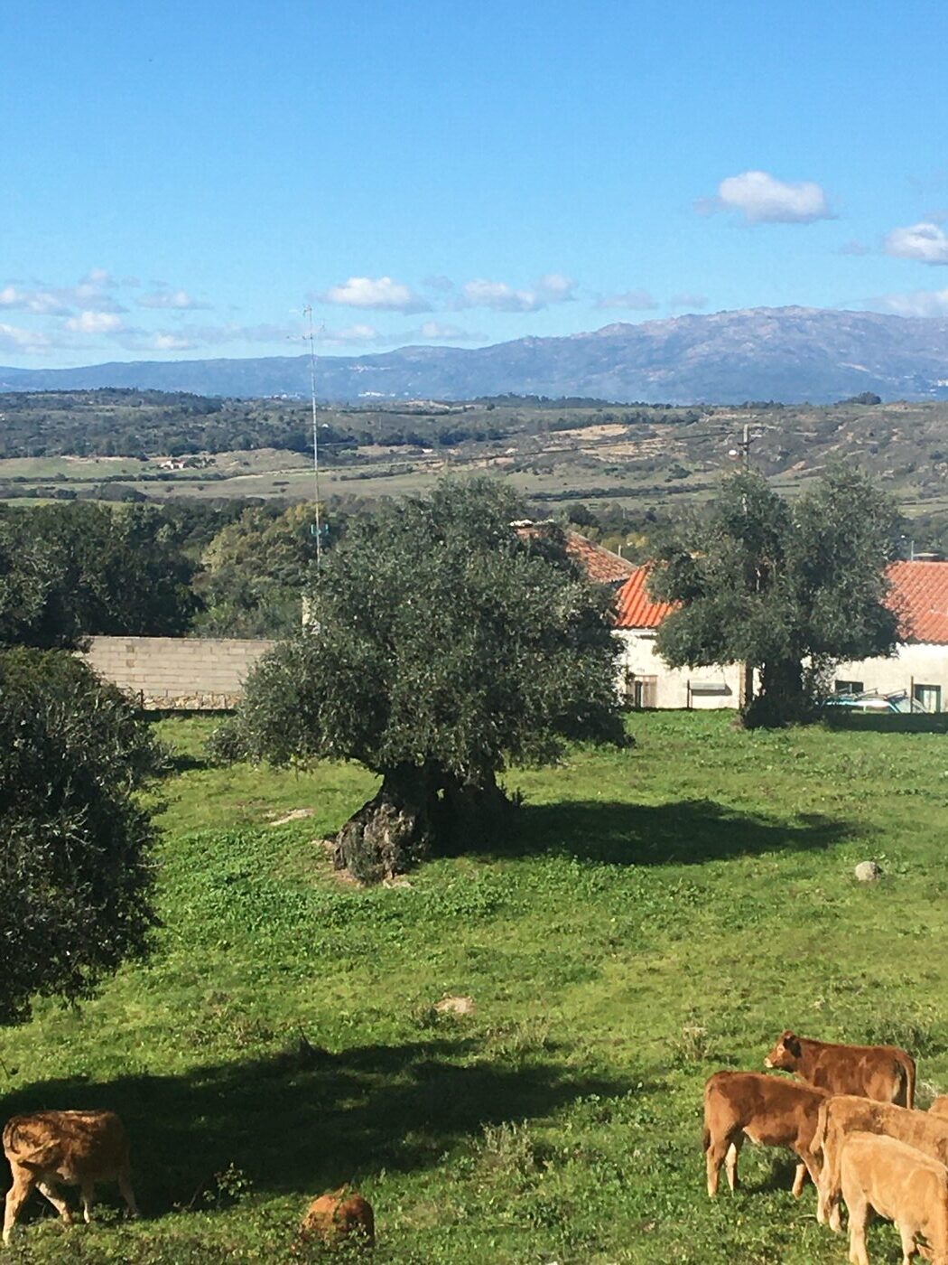 Olive trees in the Portuguese countryside near Castelo Branco
