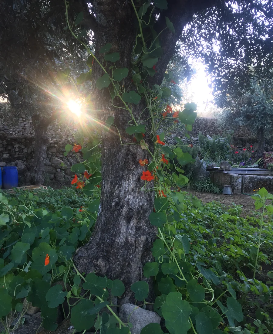 Sunlit olive grove in Portugal