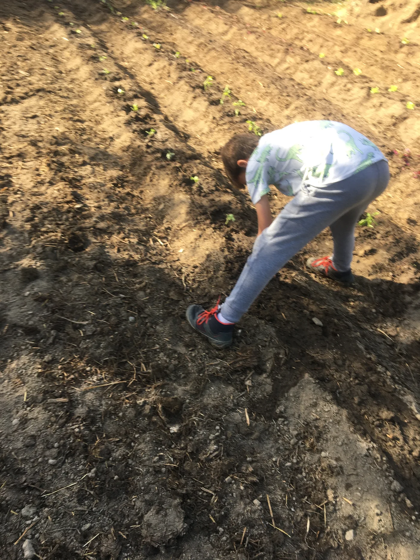 Planting in the garden