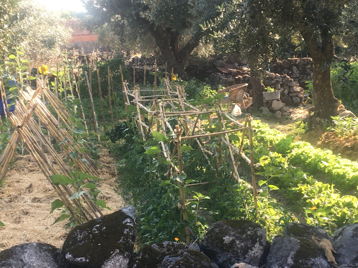 Summer garden with sunflowers and bamboo structures